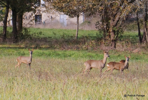 27 novembre 2025 (1).JPG