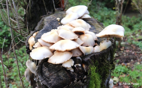 26 novembre 2025 (1).JPG