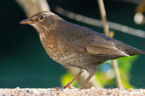 17 décembre 2025 (1).JPG