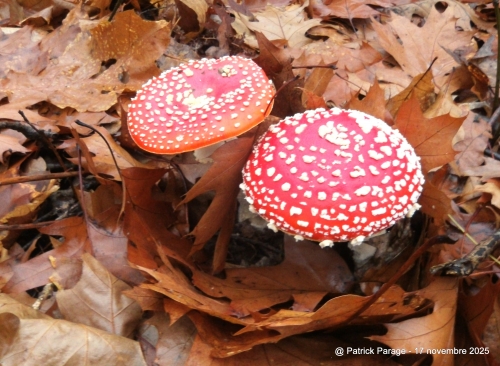 20 novembre 2025 (1).JPG