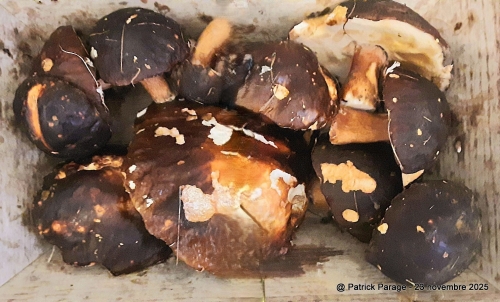 24 novembre 2025 (1).jpg