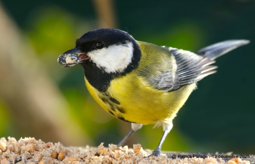 14 décembre 2025 (1).JPG