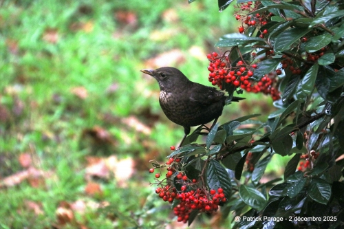 3 décembre 2025 (1).JPG