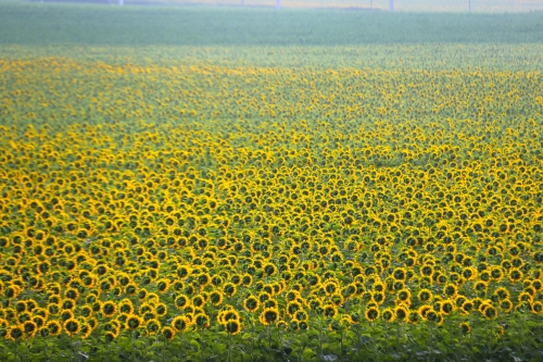 21 juin 2026 (1).JPG