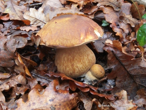 18 novembre 2025 (1).JPG