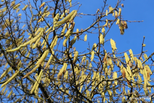 21 janvier 2026 (1).JPG