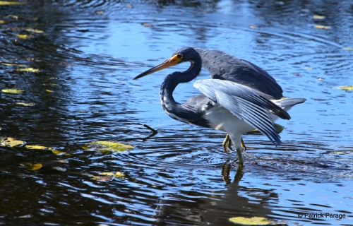 Aigrette tricolore.JPG