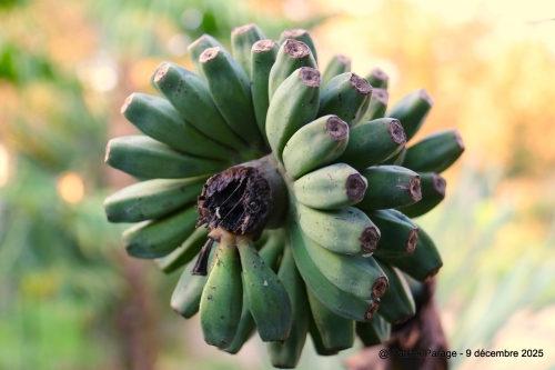 10 décembre 2025 (1).JPG