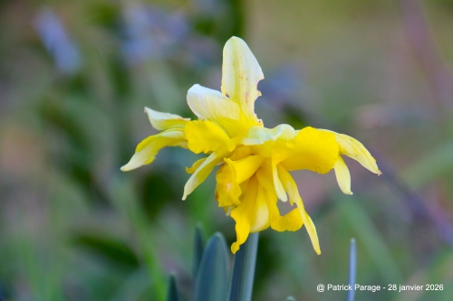 29 janvier 2026 (1).JPG