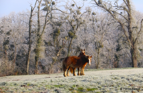 4 janvier 2026 (1).JPG