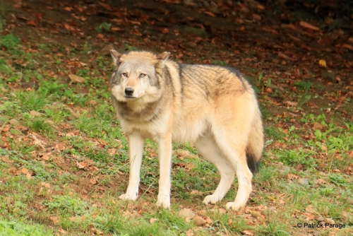 28-21 loup gris d'Europe.JPG