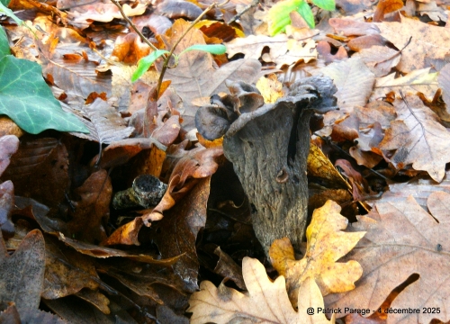 5 décembre 2025 (1).JPG