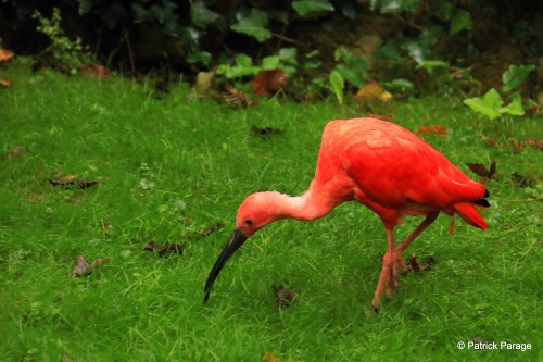 02-3 ibis rouge.JPG