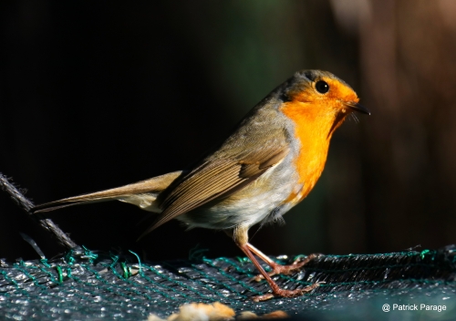 4 novembre 2025 (1).JPG