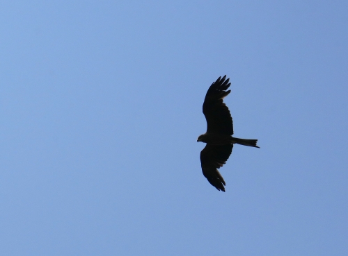 IMG_7507.JPG