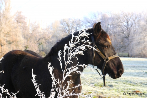 5 janvier 2026 (1).JPG