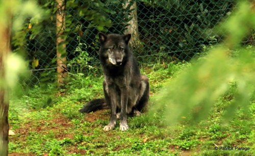 21-20 loup noir du Canada.JPG