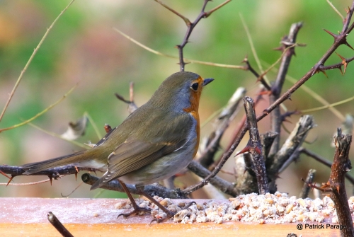 6 décembre 2025 (1).JPG