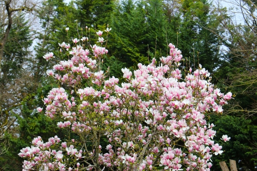 25 mars 2026 (1).JPG