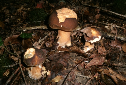 GEDC0007.JPG