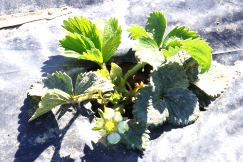 17 mars 2026 (1).JPG