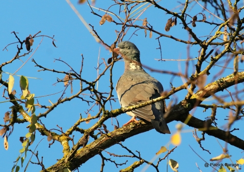 23 novembre 2025 (1).JPG