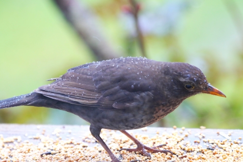 28 janvier 2026 (1).JPG