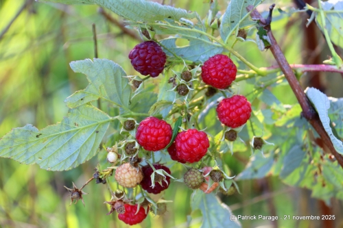 22 novembre 2025 (1).JPG