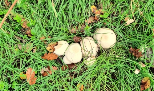 20251110_082655 (1).jpg