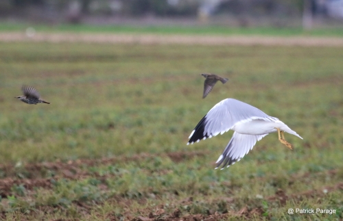 29 octobre 2025 (1).JPG