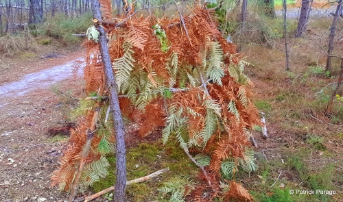 1-Cabane dans les pins.jpg