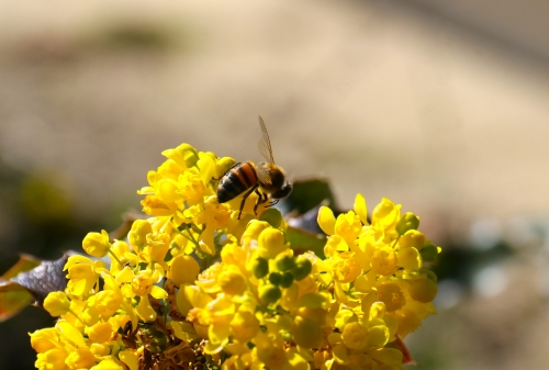 19 mars 2026 (1).JPG