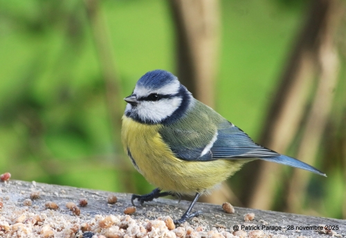 2 décembre 2025.JPG